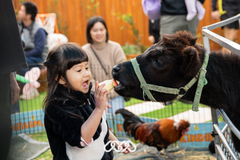 Child feeding cow outdoors at grand opening of Montessori Academy childcare in Condell Park, NSW